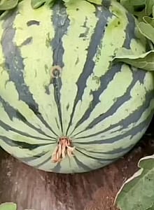 Was That A Watermelon'
